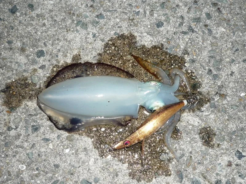 アジュール舞子エギング