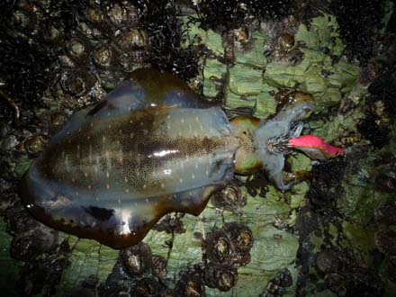 和歌山エギング