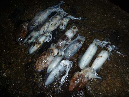 和歌山エギング