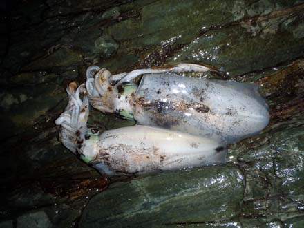 和歌山エギング