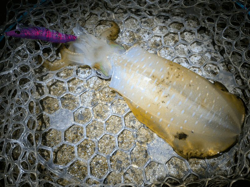 和歌山_秋エギング2025