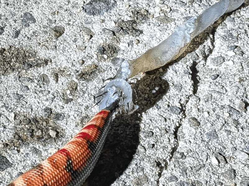 和歌山_秋エギング2025