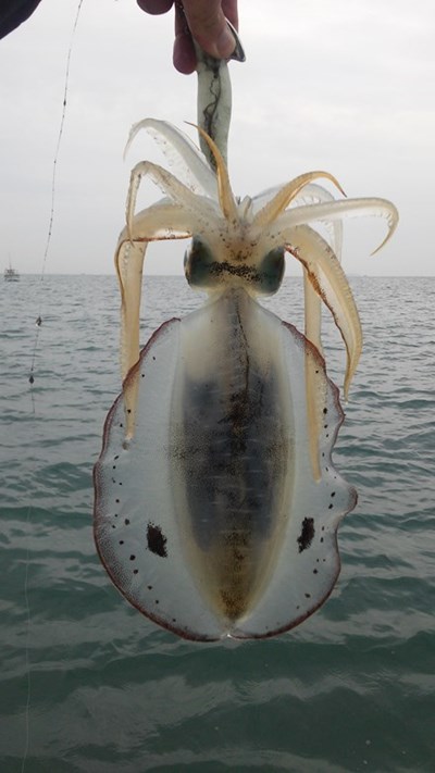 近畿ティップラン