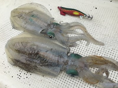 近畿ティップラン