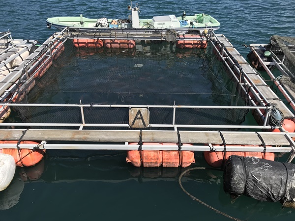 紀東エギングポイント