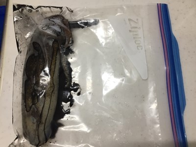 日本海エギング