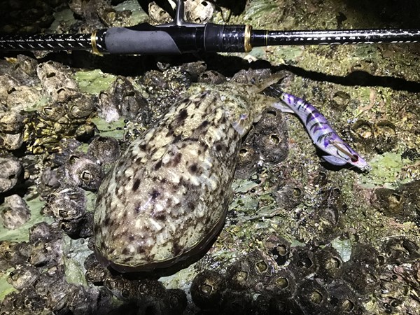 和歌山近畿エギング