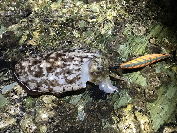 和歌山近畿エギング