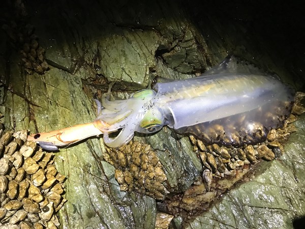 和歌山近畿エギング