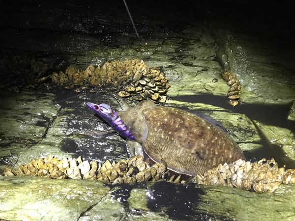 和歌山近畿エギング