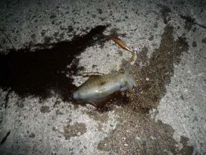 近畿でエギング