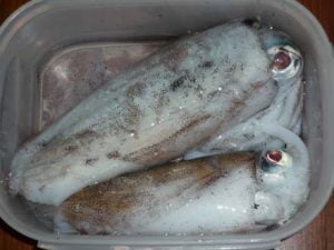 和歌山エギング