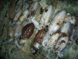 和歌山エギング