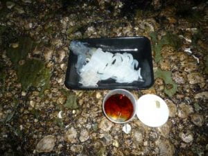 和歌山エギング