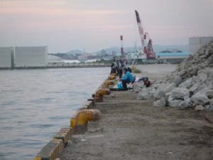 和歌山エギング