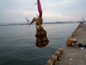 和歌山エギング