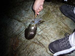 和歌山エギング