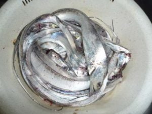 和歌山エギング