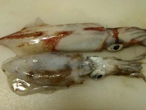 和歌山エギング