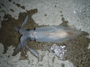 和歌山エギング