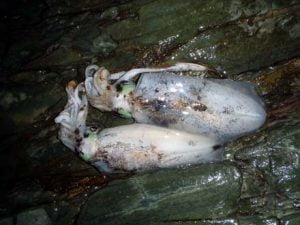 和歌山エギング