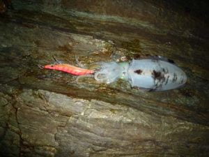 和歌山エギング