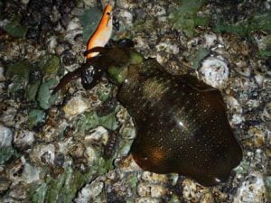 和歌山エギング