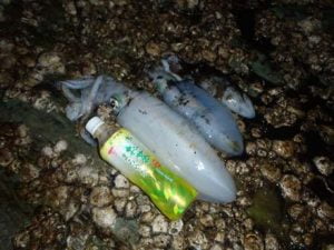 和歌山エギング