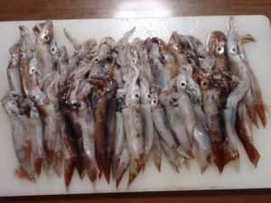 近畿でエギング