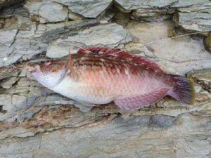 和歌山エギング