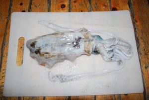 日本海エギング