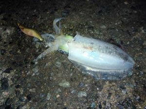 近畿でエギング