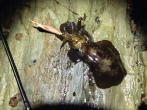 和歌山エギング