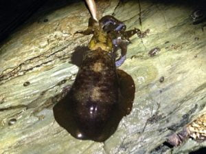 和歌山エギング