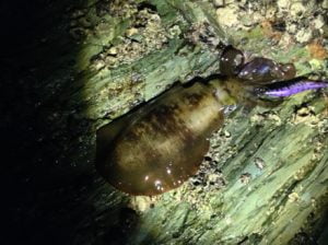 和歌山エギング