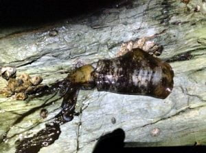 和歌山エギング