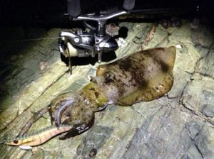 和歌山エギング