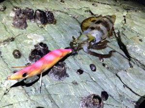 和歌山エギング