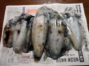 和歌山エギング