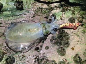 和歌山エギング