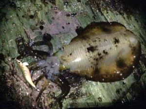 和歌山エギング