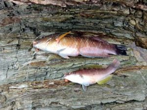 和歌山エギング