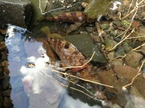 日本海エギング