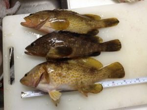 日本海エギング