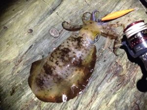 和歌山エギング