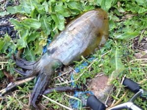 日本海エギング