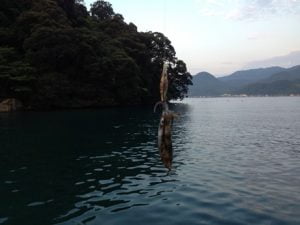 日本海エギング