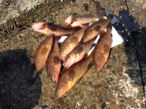 日本海エギング