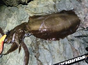 和歌山エギング