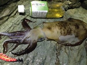 和歌山エギング